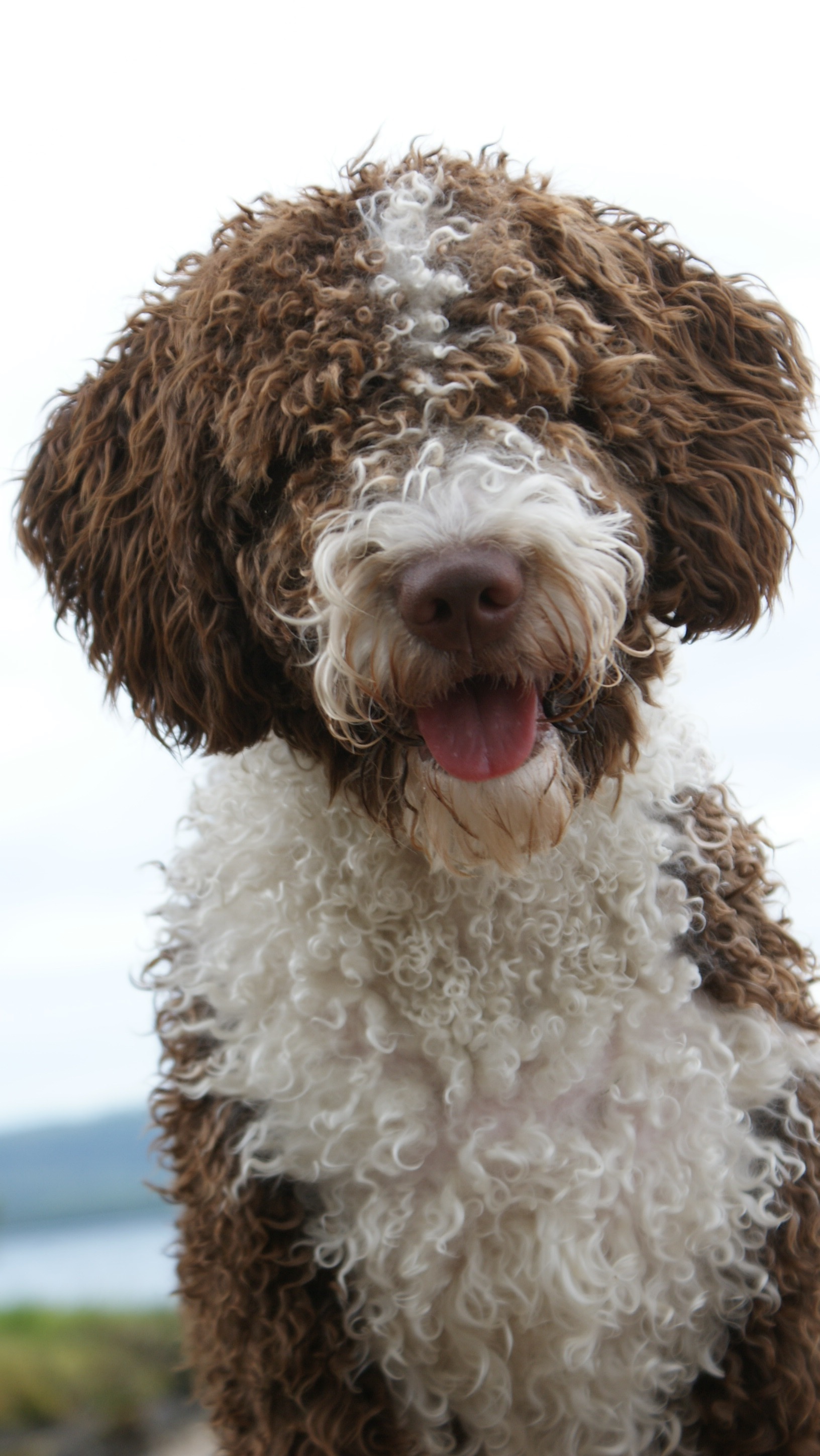 Lilly – certifierad narkotikasökhund