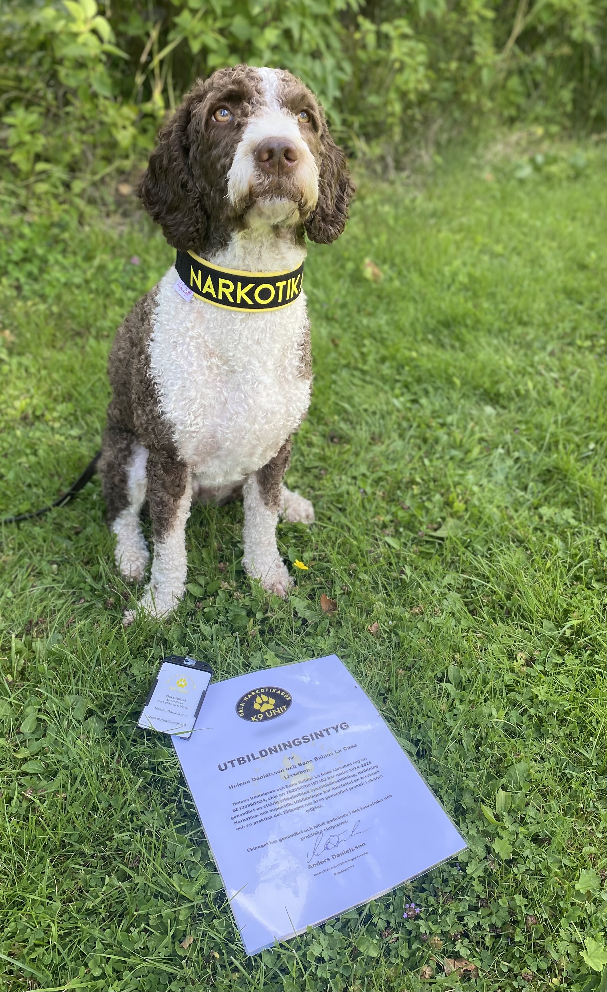 Lilly med certifikat